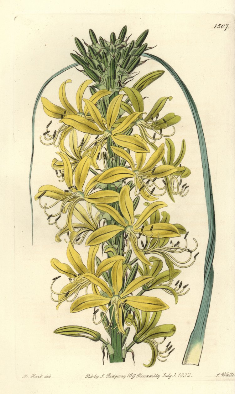 Asphodel bobulovitý - Asphodeline lutea (Asphodelus luteus var. sibiricus). Ručně kolorovaná mědirytina od S. Wattse podle ilustrace M. Harta ze Sydenham Edwards