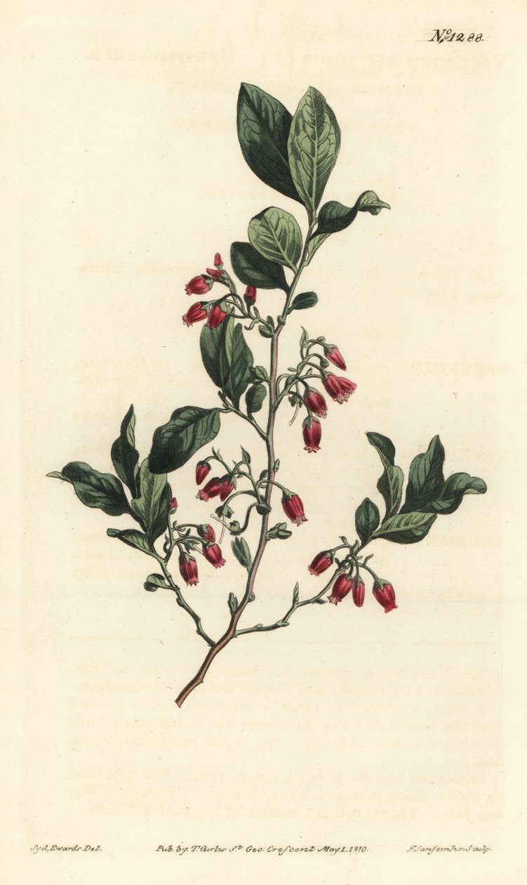Černý huckleberry, Gaylussacia baccata (červenokvětá libavka, Vaccinium resinosum) - Ručně kolorovaná mědirytina F. Sansom Jr. podle ilustrace Sydenhama Edwardse z William Curtis