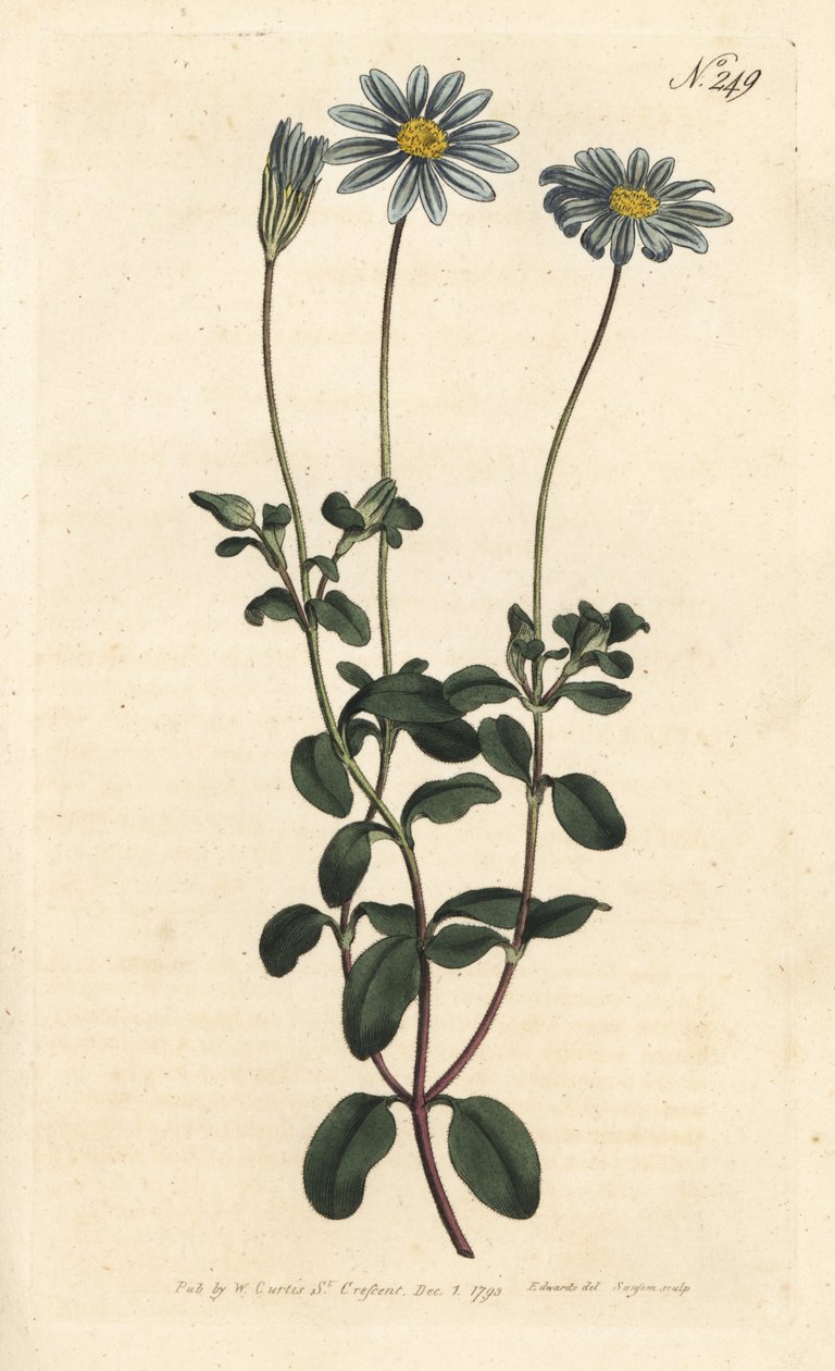 Blue Package, Felicie, Cape Margarita nebo Cape Aster - Modrá sedmikráska, Felicia amelloides (Modrokvetá cineraria nebo Cape aster, Cineraria amelloides) - Ručně kolorovaná mědirytina Sansom podle ilustrace Sydenham Edwards rom William Curtis