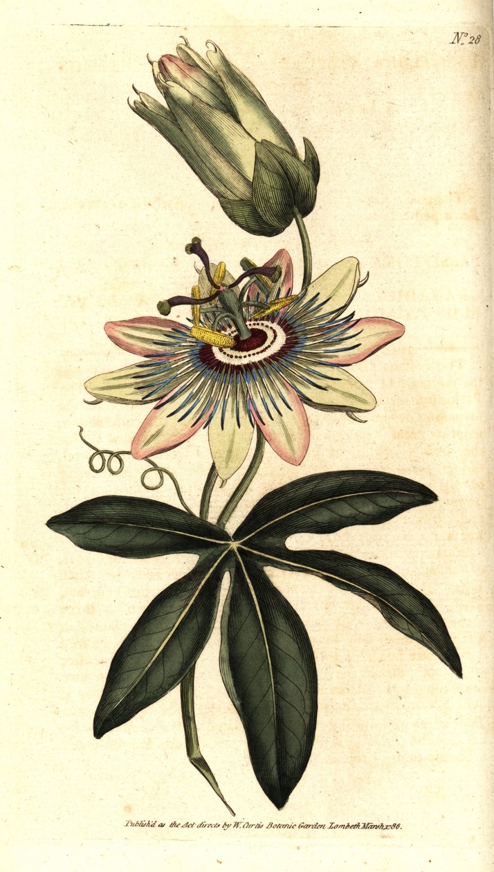 Blue Passiflora - Mučenka obecná, Passiflora caerulea. Ručně kolorovaná mědirytina podle botanické ilustrace Sydenhama Edwardse z The Botanical Magazine Williama Curtise, Lambeth Marsh, Londýn od Sydenham Teast Edwards