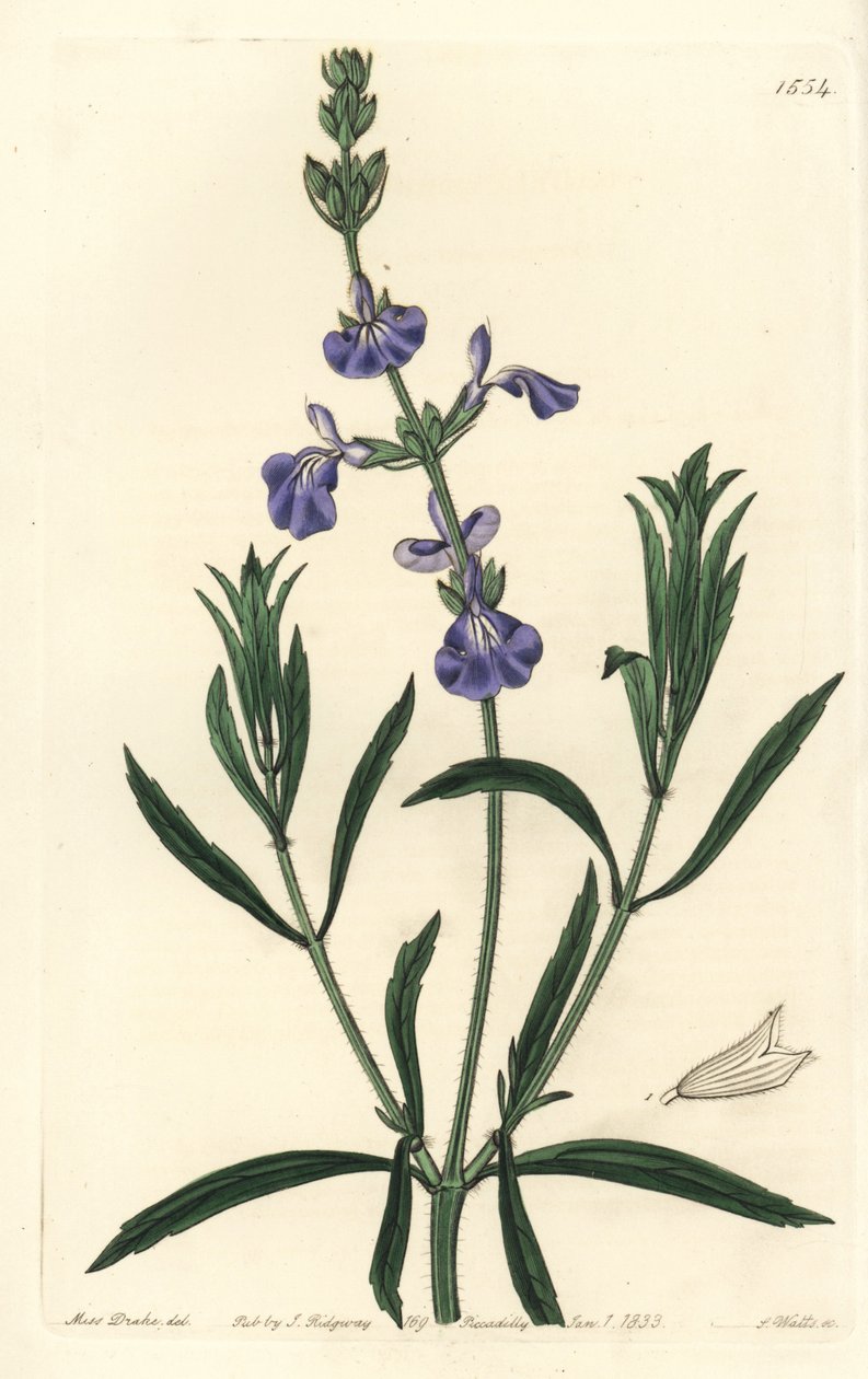 Modrá šalvěj - Šalvěj luční, Salvia azurea (šalvěj úzkolistá, Salvia angustifolia). Ručně kolorovaná mědirytina od S. Wattse podle ilustrace slečny Sarah Drakeové z botanického registru Sydenhama Edwardse, Ridgeway, Londýn od Sydenham Teast Edwards