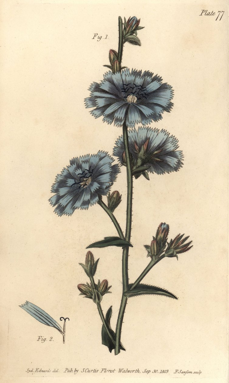 Čekanka modrá nebo čekanka obecná, Cichorium intybus, Polygamia aequalis. Ručně kolorovaná mědirytina F. Sansoma botanické ilustrace Sydenhama Edwardse pro přednášky Williama Curtise o botanice, které byly dodány v Botanické zahradě v Lambeth od Sydenham Teast Edwards