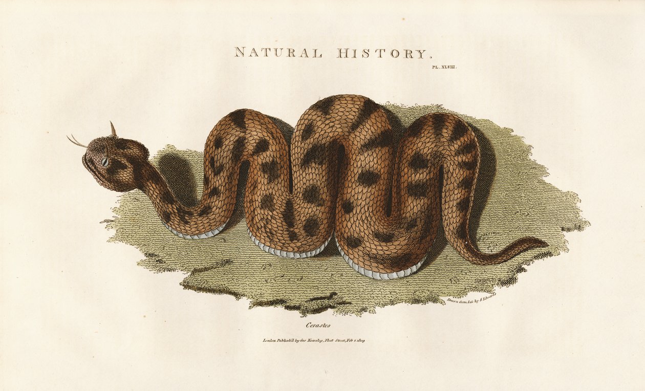 Boa Constrictor od Sydenham Teast Edwards