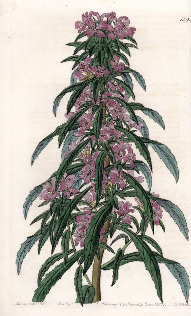 Boisduvalia variete, hustokvětý epilob - Gravírovaná deska od S. Wattse, z ilustrace Sarah Anne Drake (1803-1857), z Botanického registru Sydenham Edwards (1768-1819), Anglie od Sydenham Teast Edwards