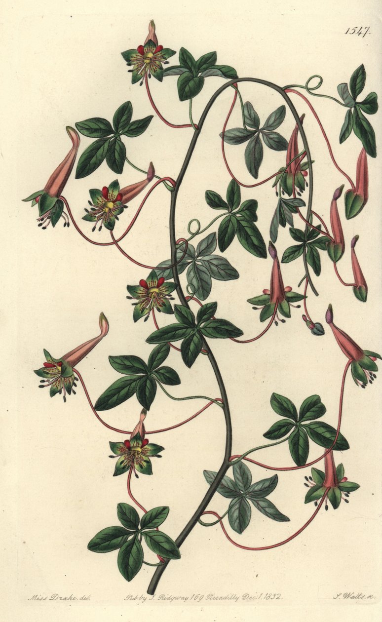 Bolívijský kapucínek - tropaeoleum pětilisté, Tropaeoleum pentaphyllum. Ručně kolorovaná mědirytina od S. Wattse podle ilustrace slečny Sarah Drakeové z botanického registru Sydenhama Edwardse, Ridgeway, Londýn od Sydenham Teast Edwards