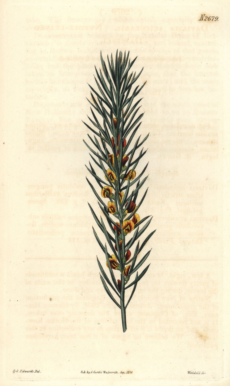 Větev s jehlami, keře Daviesia Aicularis, původem z Austrálie. Ilustrace Sydenham Edwards, rytina Weddell. Eau forte v The Curtis Botanical Magazine od Samuela Curtise od Sydenham Teast Edwards