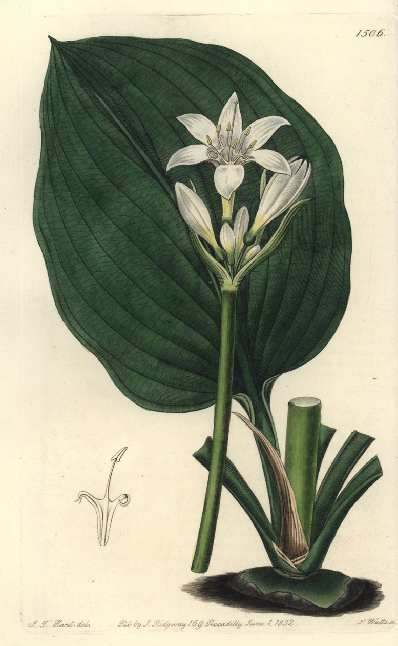 Lilie Brisbane, Proiphys cunninghamii (eurycles pana Cunninghama, Eurycles cunninghamii). Ručně kolorovaná mědirytina S. Wattse podle ilustrace J.T. Hart z botanického registru Sydenhama Edwardse, Ridgeway, Londýn od Sydenham Teast Edwards