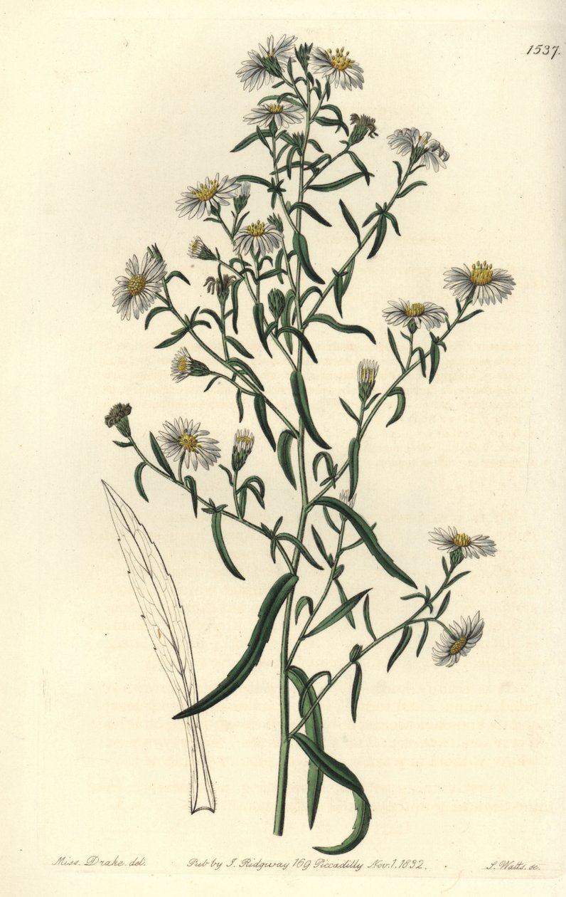 Astra křehká, Aster fragilis. Ručně kolorovaná mědirytina od S. Wattse podle ilustrace slečny Sarah Drakeové z botanického registru Sydenhama Edwardse, Ridgeway, Londýn od Sydenham Teast Edwards