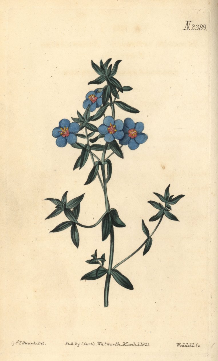 Uprchlík širokolistý, Anagallis latifolia. Ručně kolorovaná mědirytina od Weddella podle botanické ilustrace Sydenhama Edwardse z Botanical Magazine Williama Curtise, Samuel Curtis, Londýn od Sydenham Teast Edwards