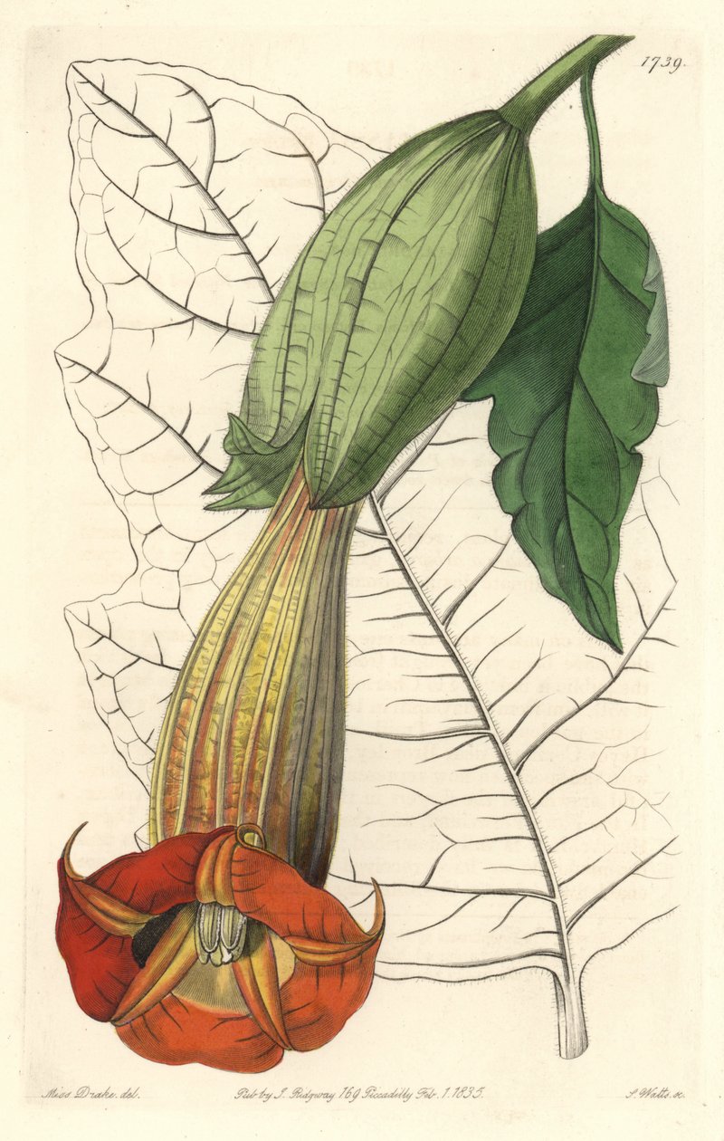 Brugmansia ecarlate neboli trubka andělů ecarlate, původem z Jižní Ameriky - Silná voda od S. Wattse z ilustrace Sarah Anne Drake (1803-1857), z Botanického rejstříku od Sydenham Teast Edwards