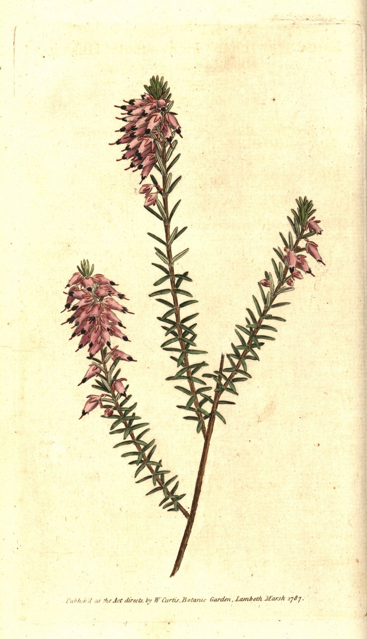 Bruyere carnee, Bruyere barva masa, Bruyere of the snow nebo Bruyere of the Alps - Herbaceous heather, Erica herbacea. Ručně kolorovaná mědirytina podle botanické ilustrace Sydenhama Edwardse z The Botanical Magazine Williama Curtise, Lambet od Sydenham Teast Edwards