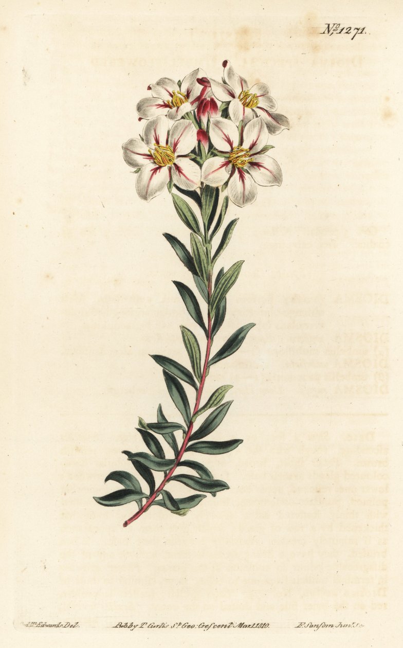 Buchu, Adenandra villosa (Umbel-flowered diosma, Diosma speciosa) - Ručně kolorovaná mědirytina F. Sansom Jr. podle ilustrace Sydenhama Edwardse z William Curtis