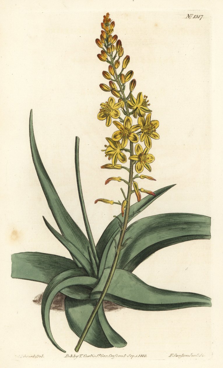 Bulbine variete - Bulbine alooides (Anthericum aloe-listed, Anthericum alooides). Ručně kolorovaná mědirytina od F. Sansom Jr. podle ilustrace Sydenhama Edwardse z William Curtis