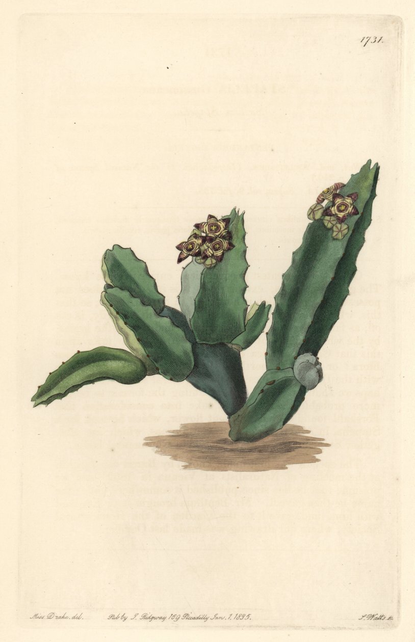 Cactus Caralluma, rodák ze Sicílie - Silná voda od S. Wattse z ilustrace Sarah Anne Drake (1803-1857), z Botanického rejstříku od Sydenham Teast Edwards