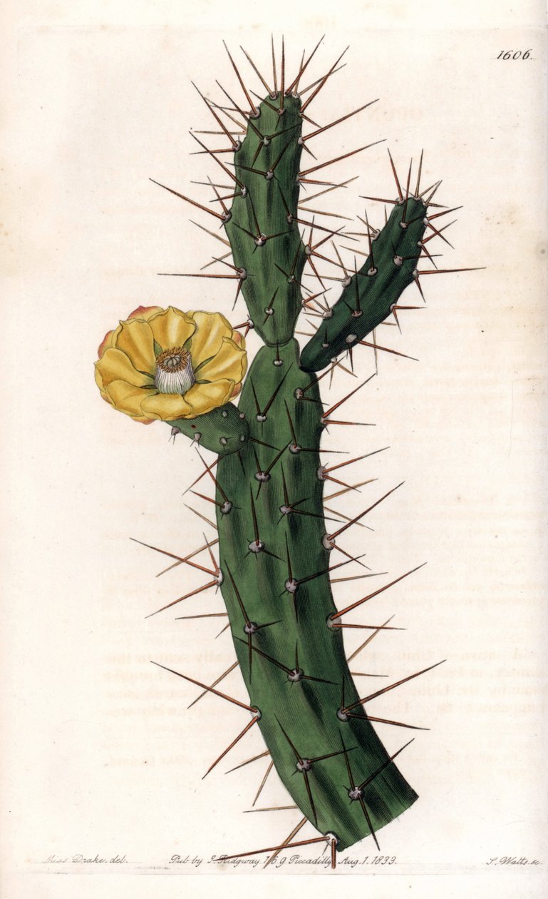 Kaktusový článek, odrůda pichlavého fíkovníku - Talíř vyrytý S. Wattsem, z ilustrace Sarah Anne Drake (1803-1857), z Botanického registru Sydenham Edwards (1768-1819), Anglie od Sydenham Teast Edwards