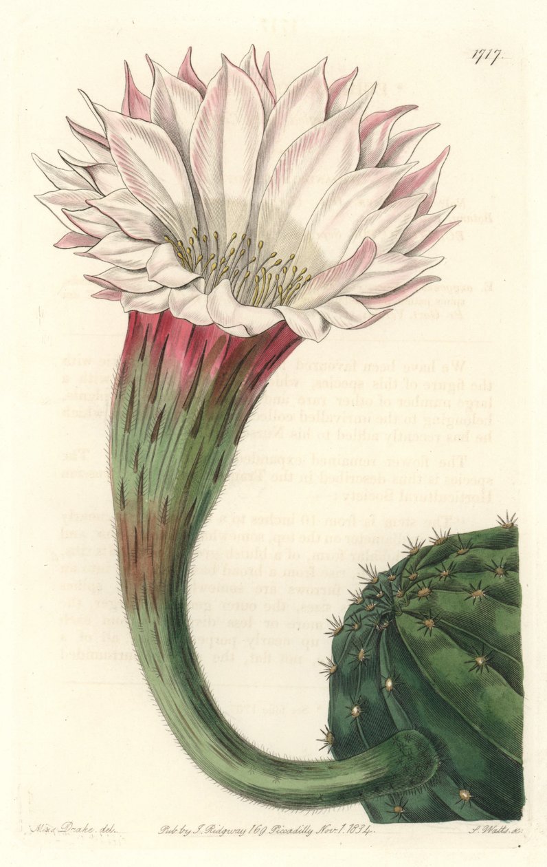 Kaktusový ježek nebo Mojžíšova koule, v květu, původem z Brazílie - Silná voda od S. Wattse z ilustrace Sarah Anne Drake (1803-1857), z Botanického rejstříku od Sydenham Teast Edwards