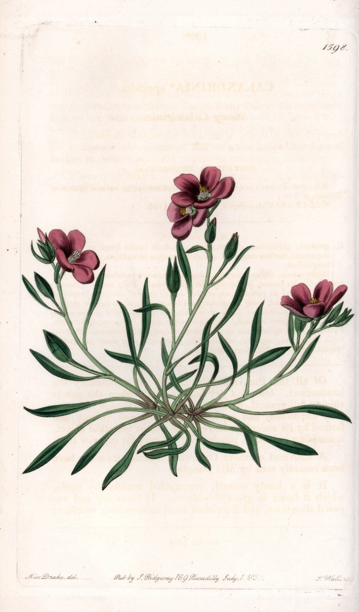 Calandrinia variete, původem z Ameriky - Talíř vyrytý S.Wattsem, z ilustrace Sarah Anne Drake (1803-1857), z Botanického registru Sydenham Edwards (1768-1819), Anglie od Sydenham Teast Edwards