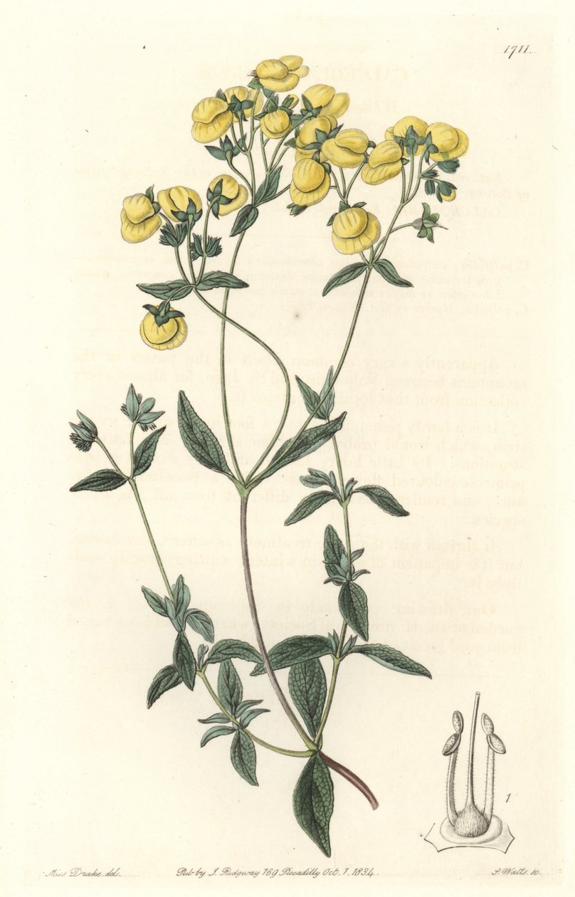 Calceolaire nebo malá pantofle nebo kabelka dámy, původem z Chile - Water forte od S. Wattse z ilustrace Sarah Anne Drake (1803-1857), z botanického registru od Sydenham Teast Edwards