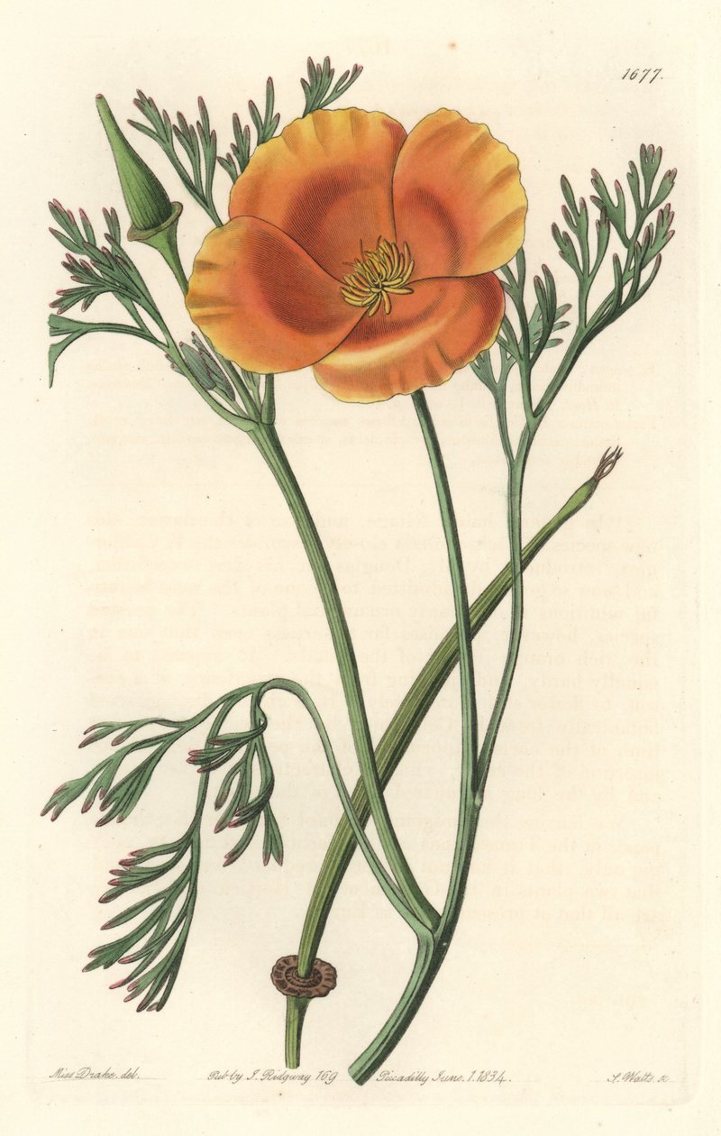 Kalifornský mák nebo americký mák - S. Watts silná voda z ilustrace Sarah Anne Drake (1803-1857), z botanického registru od Sydenham Teast Edwards