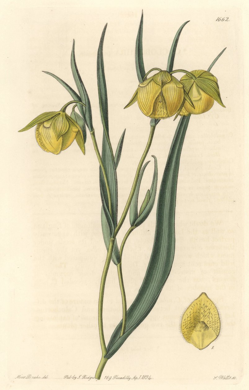Calochorte (mariposa) nebo cyklobothre se žlutými květy, původem z Kalifornie - S. Watts silná voda z ilustrace Sarah Anne Drake (1803-1857), z Botanického rejstříku od Sydenham Teast Edwards
