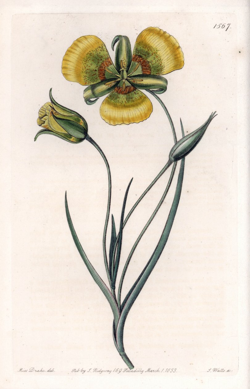Calochortus má velké žluté květy - Gravírovaná deska od S. Wattse, z ilustrace Sarah Anne Drake (1803-1857), z Botanického registru Sydenham Edwards (1768-1819), Anglie od Sydenham Teast Edwards