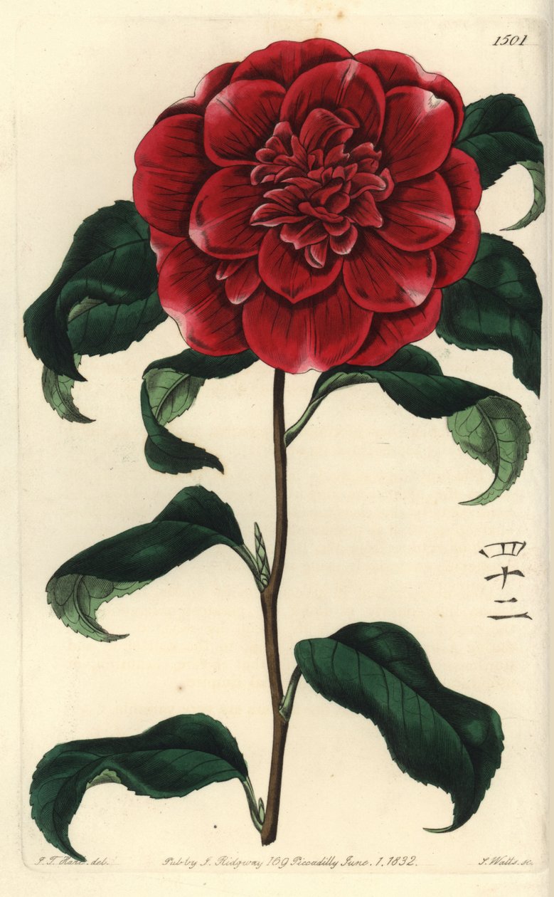 Kamélie z Japonska - kamélie karmínová pana Reevese, Camellia japonica var. Reevesiana. S anglickými znaky pro číslo 42. Ručně kolorovaná mědirytina S. Wattse podle ilustrace J.T. Hart z botanického registru Sydenhama Edwardse, Ri od Sydenham Teast Edwards