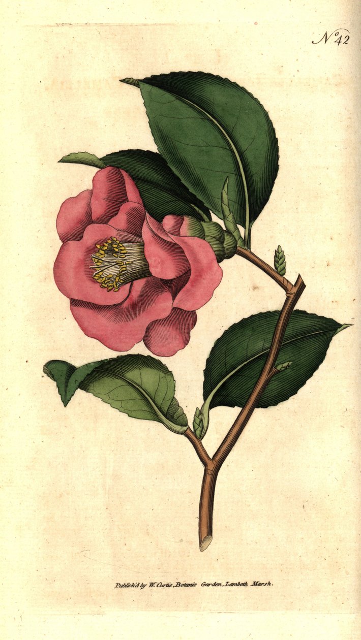 Kamélie z Japonska - Rose camellia, Camellia japonica. Ručně kolorovaná mědirytina podle botanické ilustrace Jamese Sowerbyho z The Botanical Magazine Williama Curtise, Lambeth Marsh, Londýn od Sydenham Teast Edwards