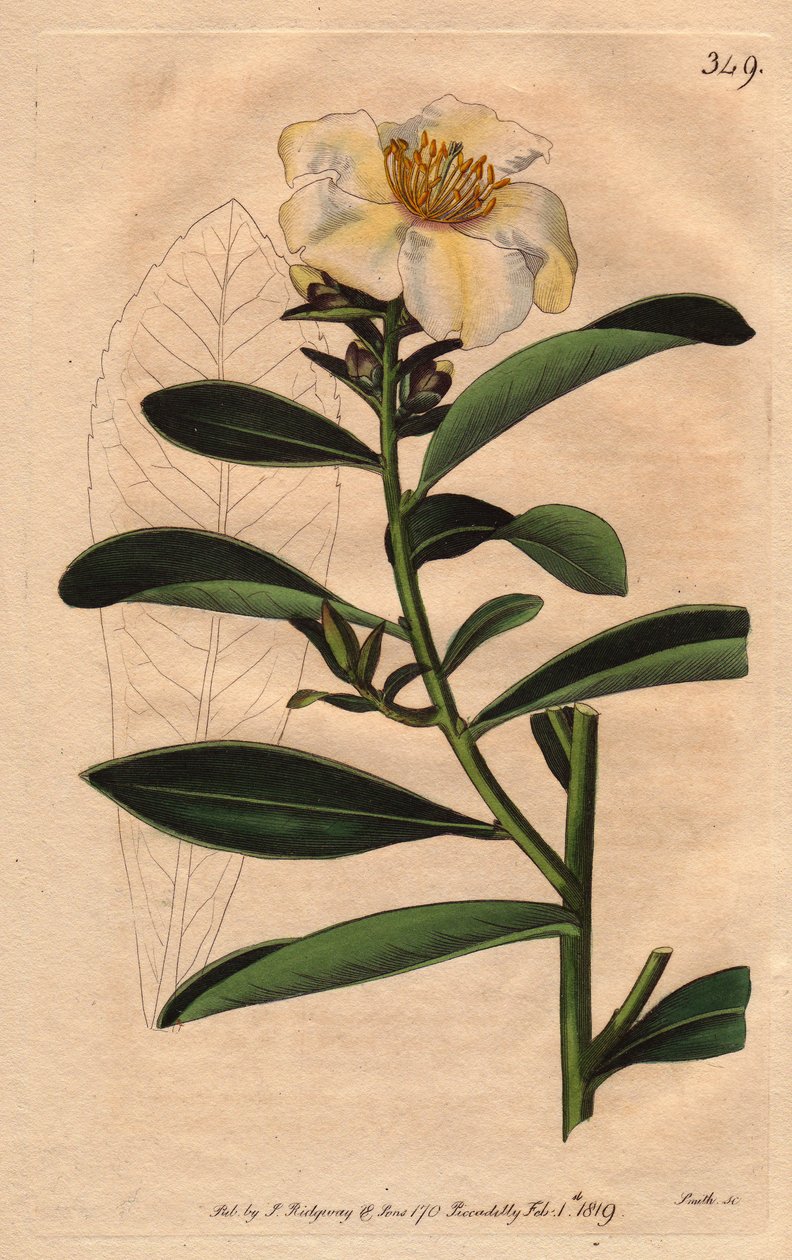 Camellia (Camelias) Penang, bílý květ zbarvený nažloutlým nádechem do květu. Camellia axillaris. Ručně kolorovaná mědirytina z botanické ilustrace od Sydenhama Edwardse z „”Botanical Magazine”” Williama Curtise 1790-1800. od Sydenham Teast Edwards
