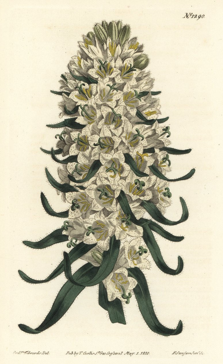 Campanula má krásné květy - zvonek pyrenejský, Campanula speciosa (zvonek dlouhocípý, Campanula thyrsoidea). Ručně kolorovaná mědirytina od F. Sansom Jr. podle ilustrace Sydenhama Edwardse z Botanical Magazine Williama Curtise, od Sydenham Teast Edwards