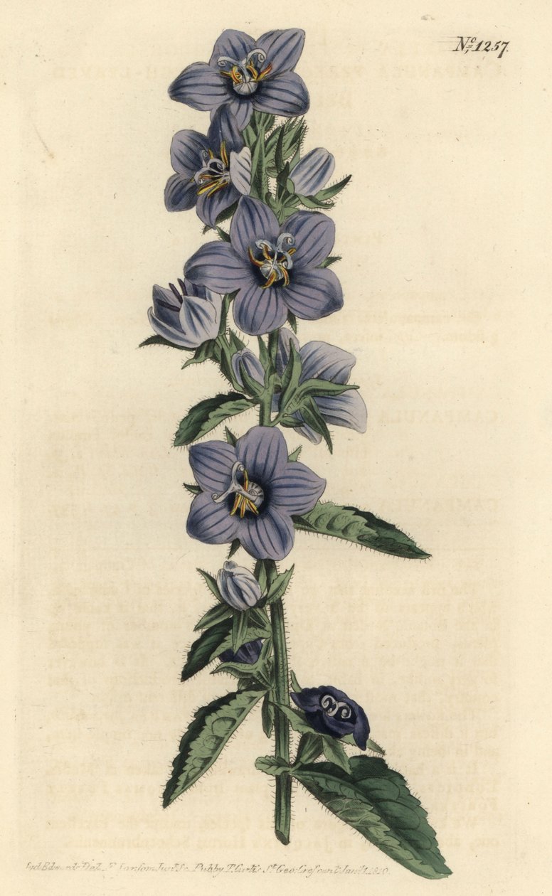 Campanule - zvonek hrubolistý, Campanula peregrina. Ručně kolorovaná mědirytina F. Sansom Jr. podle ilustrace Sydenhama Edwardse z William Curtis