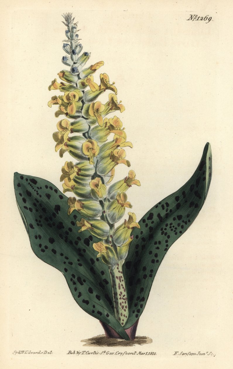 Hyacint kapský (nepravá orchidej) - lachenalia vstavačovitých skvrnitá, Lachenalia orchioides. Ručně kolorovaná mědirytina F. Sansom Jr. podle ilustrace Sydenhama Edwardse z William Curtis