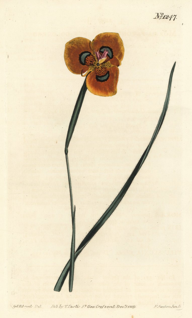Tulipán kapský - Moraea oranžová, Moraea tulbaghensis (Moraea pavonia). Ručně kolorovaná mědirytina od F. Sansom Jr. podle ilustrace Sydenhama Edwardse z William Curtis