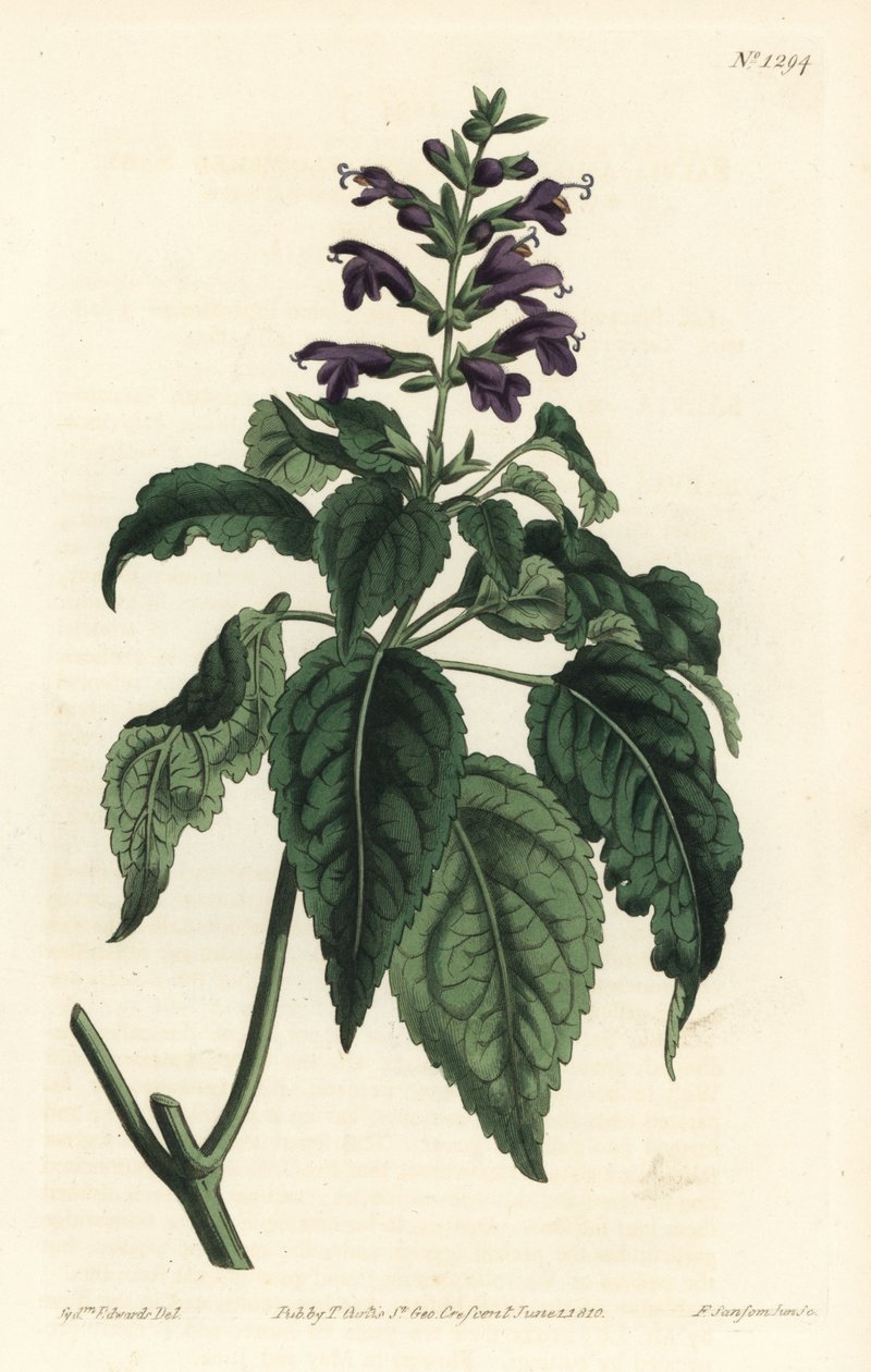Šalvěj karibská - Salvia lamiifolia (šalvěj fialová, Salvia amoena). Ručně kolorovaná mědirytina od F. Sansom Jr. podle ilustrace Sydenhama Edwardse z William Curtis
