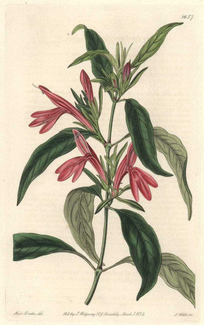 Carmantine, rodák z Brazílie - Water forte od S. Wattse z ilustrace Sarah Anne Drake (1803-1857), z Botanického rejstříku od Sydenham Teast Edwards
