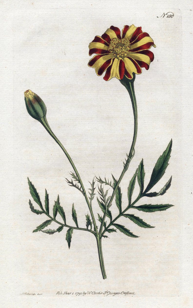 Karafiát Indie nebo tagete etalee - Litografie od Sydenhama Edwardse (1768-1819), deska z Botanical Magazine od Williama Curtise (1746-1799) od Sydenham Teast Edwards