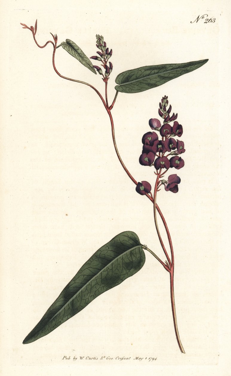 Caulinia bimaculata (Purpurový glycin, Glycine bimaculata). Ručně kolorovaná mědirytina od Sansom podle ilustrace Sydenhama Edwardse z William Curtis