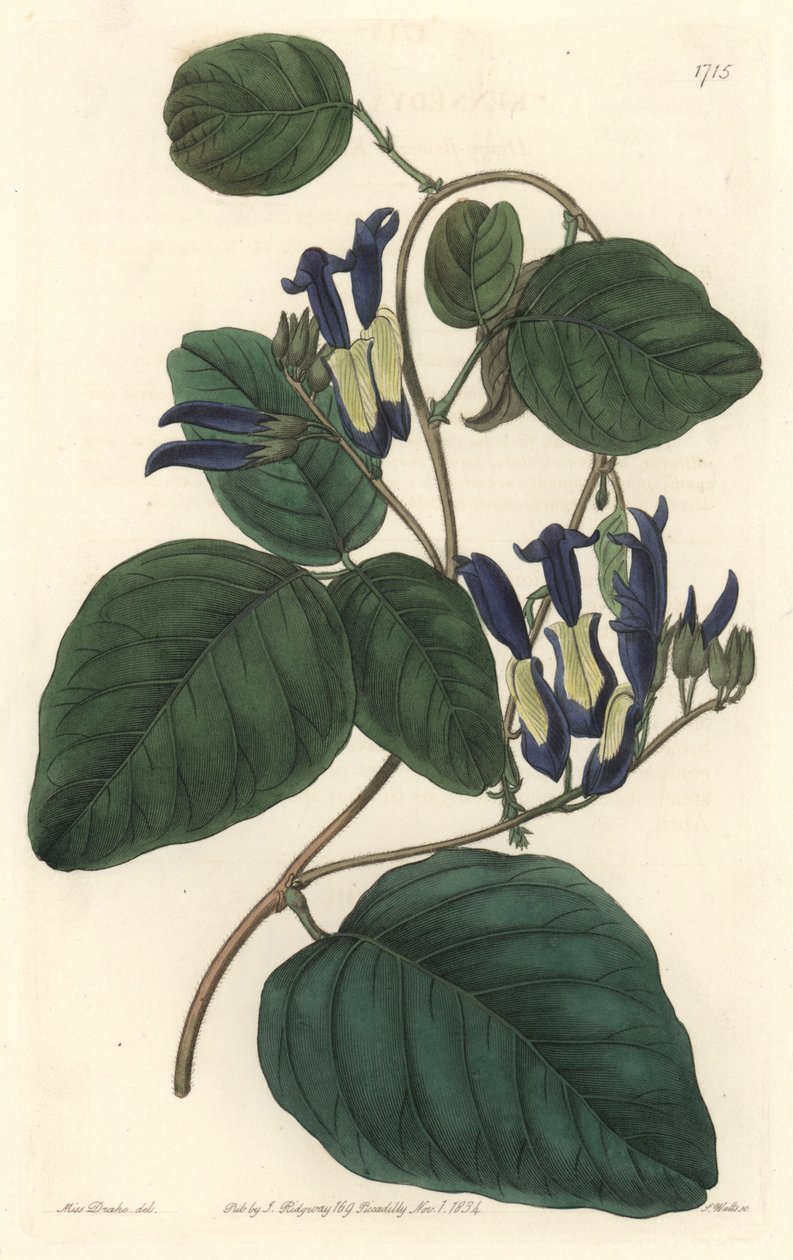 Caulie noiratre, původem z Austrálie - S. Watts silná voda z ilustrace Sarah Anne Drake (1803-1857), z botanického registru od Sydenham Teast Edwards