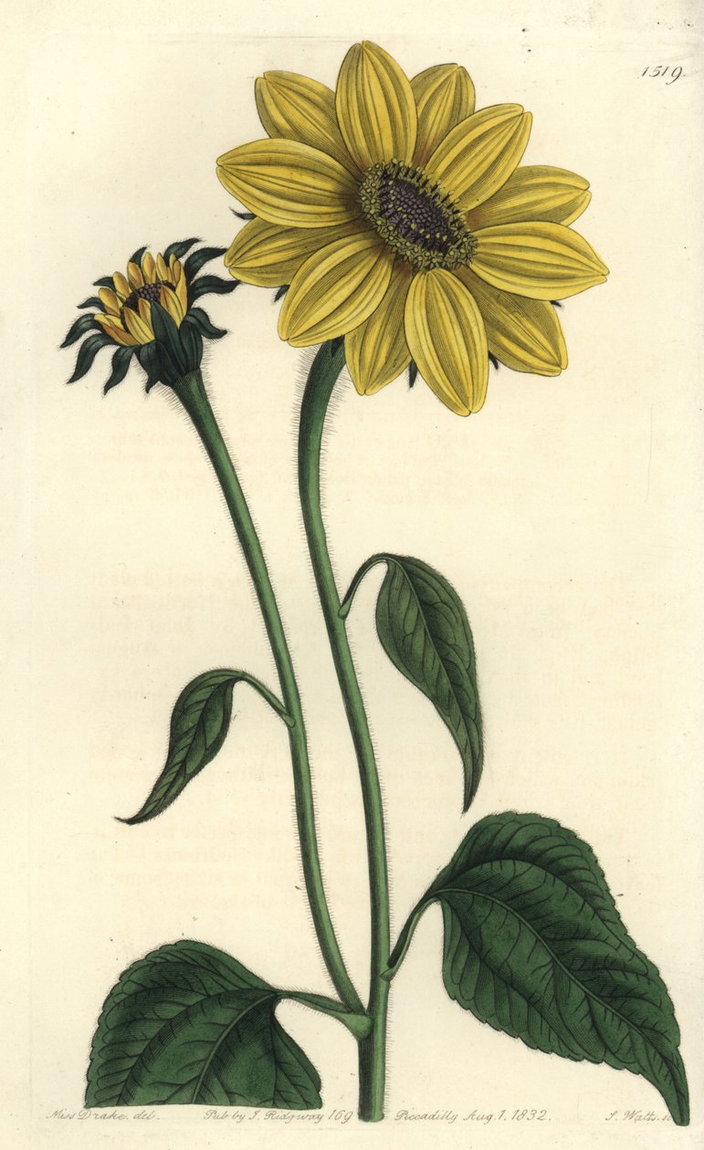 Středoamerická asteriacee odrůda - Tithonia tubaeformis (slunečnice trumpetovitá, Helianthus tubaeformis). Ručně kolorovaná mědirytina od S. Wattse podle ilustrace slečny Sarah Drakeové z botanického registru Sydenhama Edwardse, Ridgeway, Lo od Sydenham Teast Edwards