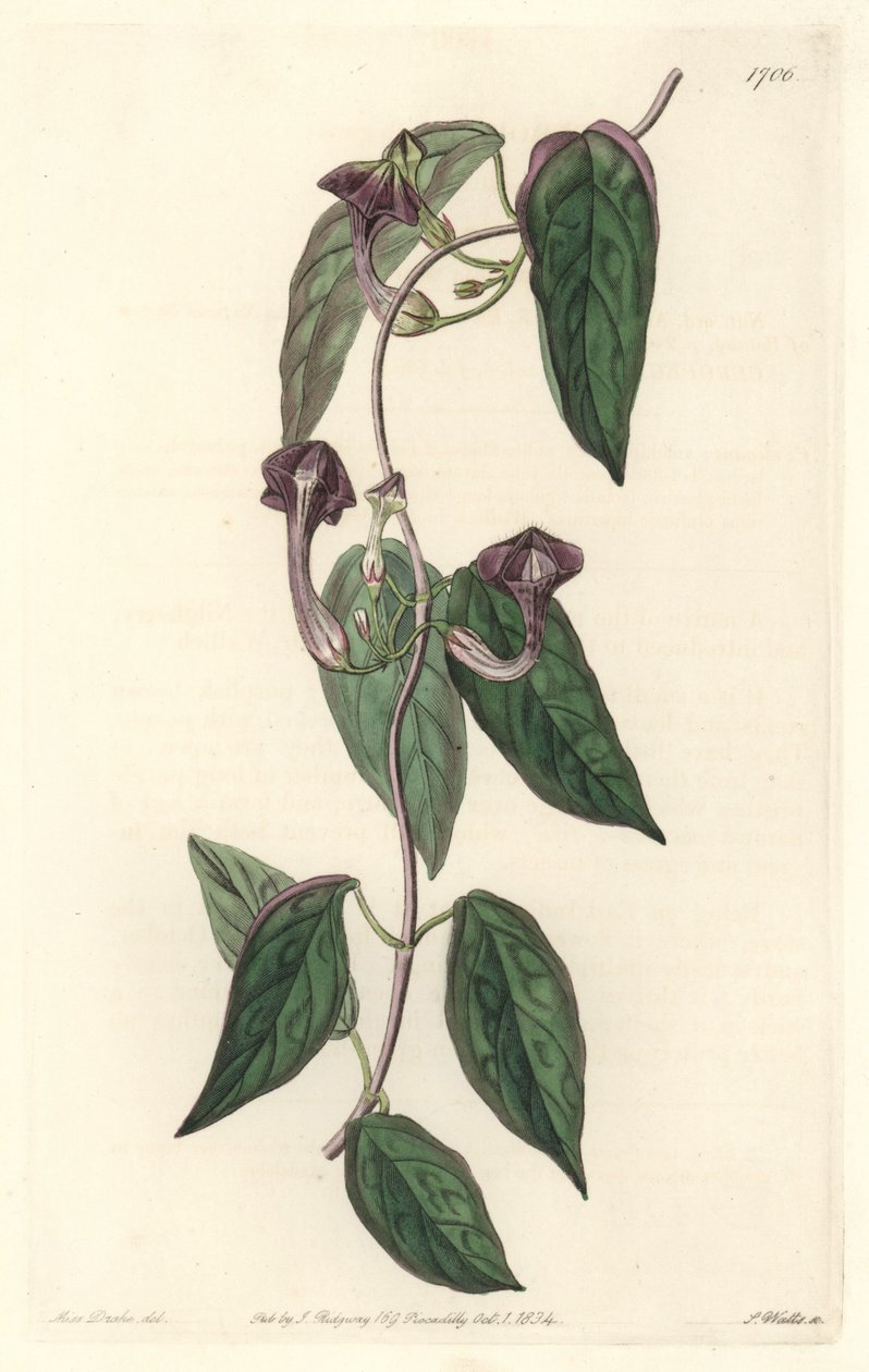 Ceropegia elegantní, původem z Indie - Silná voda od S. Wattse z ilustrace Sarah Anne Drake (1803-1857), z Botanického rejstříku od Sydenham Teast Edwards
