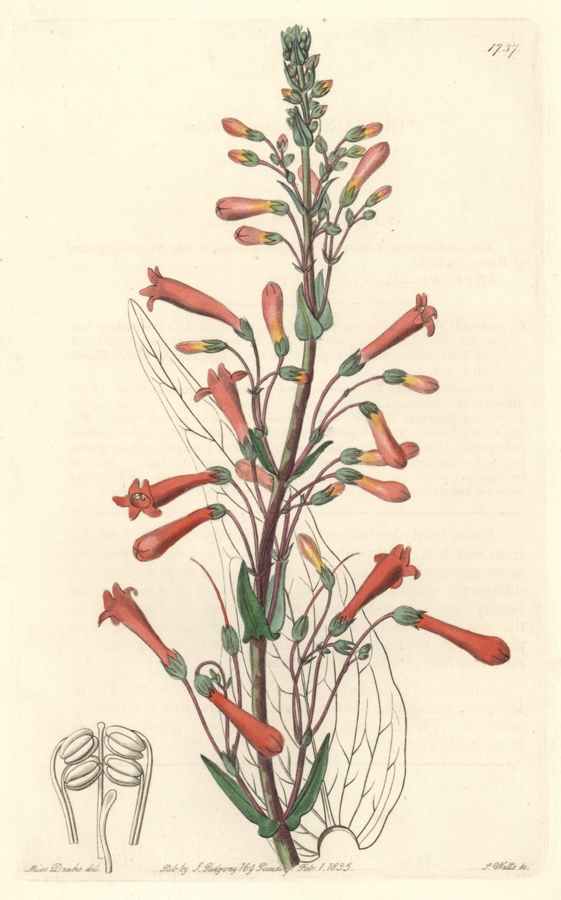 Chelone (nebo Galane) má listy kozlíku lékařského, původem z Kalifornie - silná voda S. Watts z ilustrace Sarah Anne Drake (1803-1857), z botanického registru od Sydenham Teast Edwards