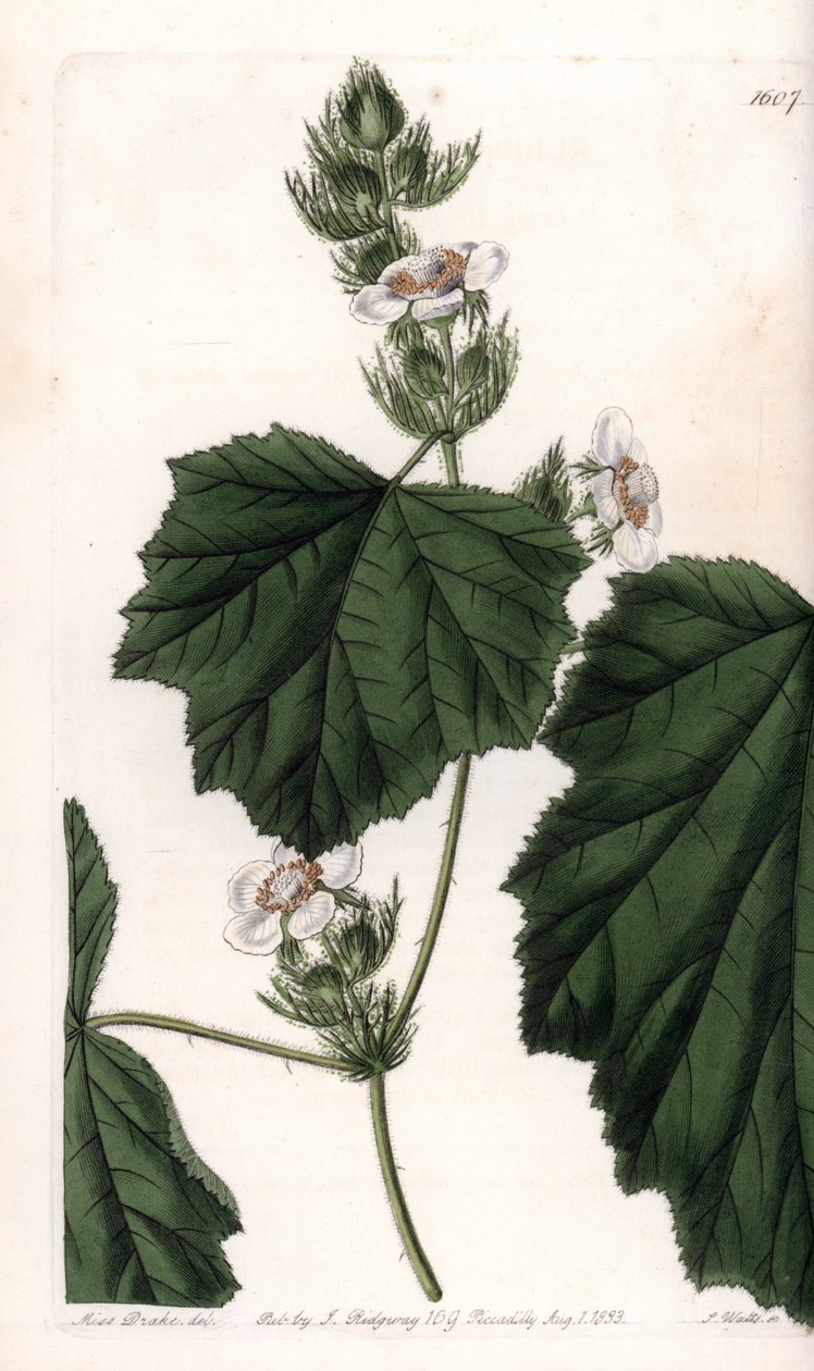 Kaštanová réva - Talíř vyrytý S. Wattsem, z ilustrace Sarah Anne Drake (1803-1857), z Botanického registru Sydenham Edwards (1768-1819), Anglie od Sydenham Teast Edwards