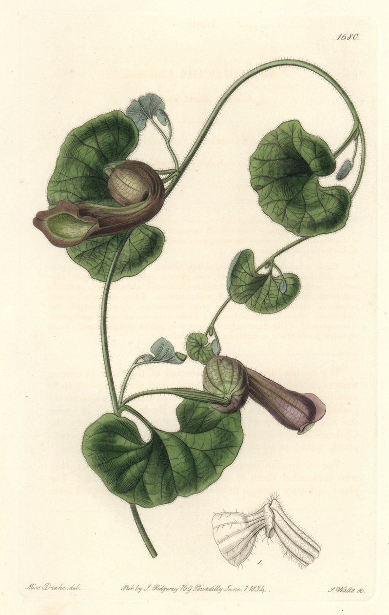 Chilean Aristoloche nebo Fox Ears - S. Watts Strong Water z ilustrace Sarah Anne Drake (1803-1857), z Botanického rejstříku od Sydenham Teast Edwards