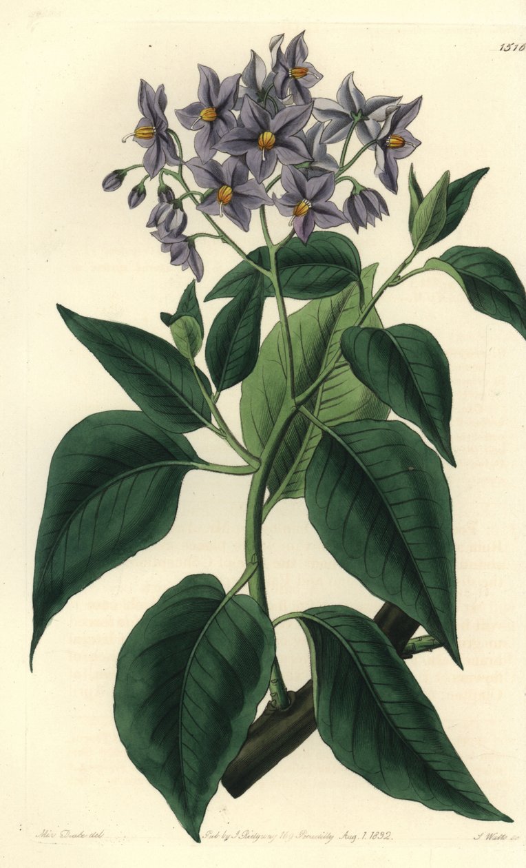 Chilský bramborový strom nebo solanum zkadeřené. Ručně kolorovaná mědirytina od S. Wattse podle ilustrace slečny Sarah Drakeové z botanického registru Sydenhama Edwardse, Ridgeway, Londýn od Sydenham Teast Edwards