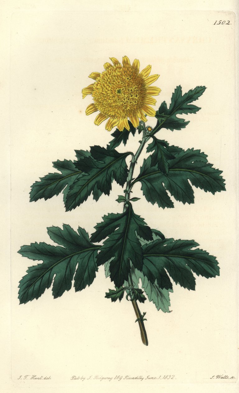 Heřmánek čínský nebo chryzantéma indická - Dvojitá žlutá indická chryzantéma, Chrysanthemum indicum var. plénum. Ručně kolorovaná mědirytina S. Wattse podle ilustrace J.T. Hart z botanického registru Sydenhama Edwardse, Ridgeway, Londýn od Sydenham Teast Edwards