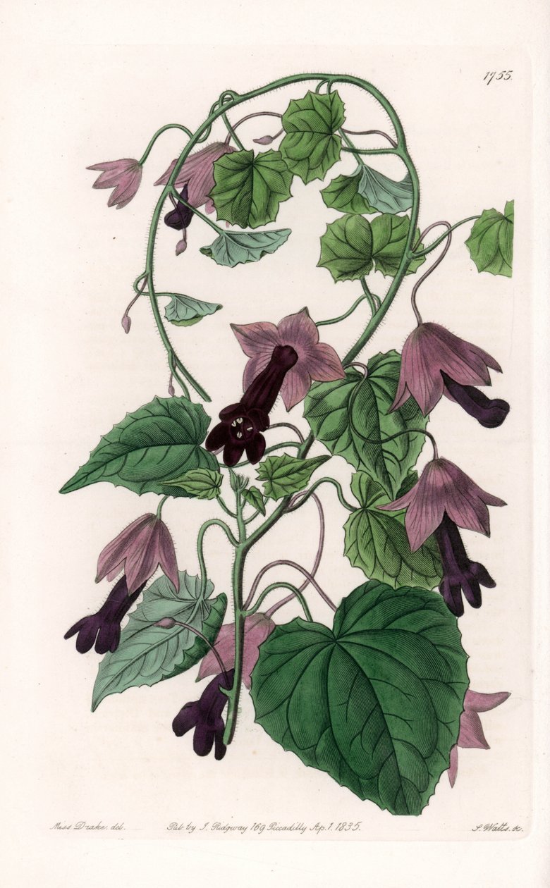 Čínský klobouk - talíř vyrytý S. Wattsem, z ilustrace Sarah Anne Drake (1803-1857), z Botanického registru Sydenham Edwards (1768-1819), Anglie od Sydenham Teast Edwards