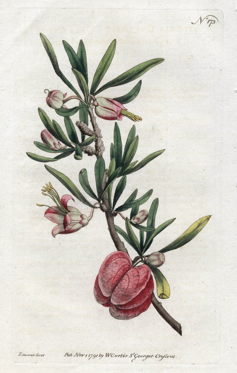 Čínská lucerna nebo Nymania - Litografie od Sydenhama Edwardse (1768-1819), z Botanical Magazine od Williama Curtise (1746-1799) od Sydenham Teast Edwards