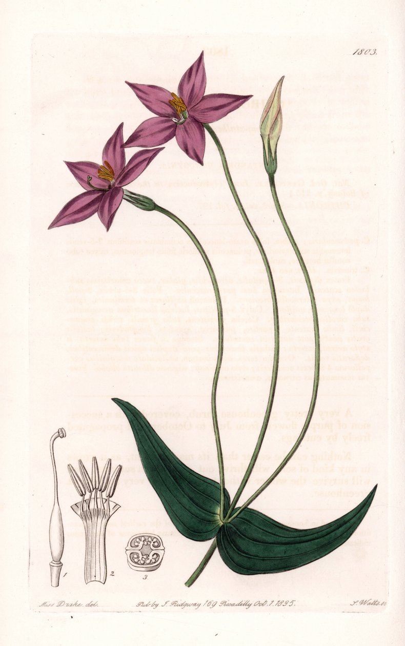 Chironia Variete - Talíř vyrytý S. Wattsem, z ilustrace Sarah Anne Drake (1803-1857), z Botanického registru Sydenham Edwards (1768-1819), Anglie od Sydenham Teast Edwards