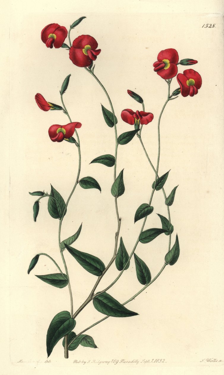 Chorizema ovatum (Chorozema ovate, Chorozema ovatum). Ručně kolorovaná mědirytina od S. Wattse podle ilustrace slečny Sarah Drakeové z knihy Sydenham Edwards