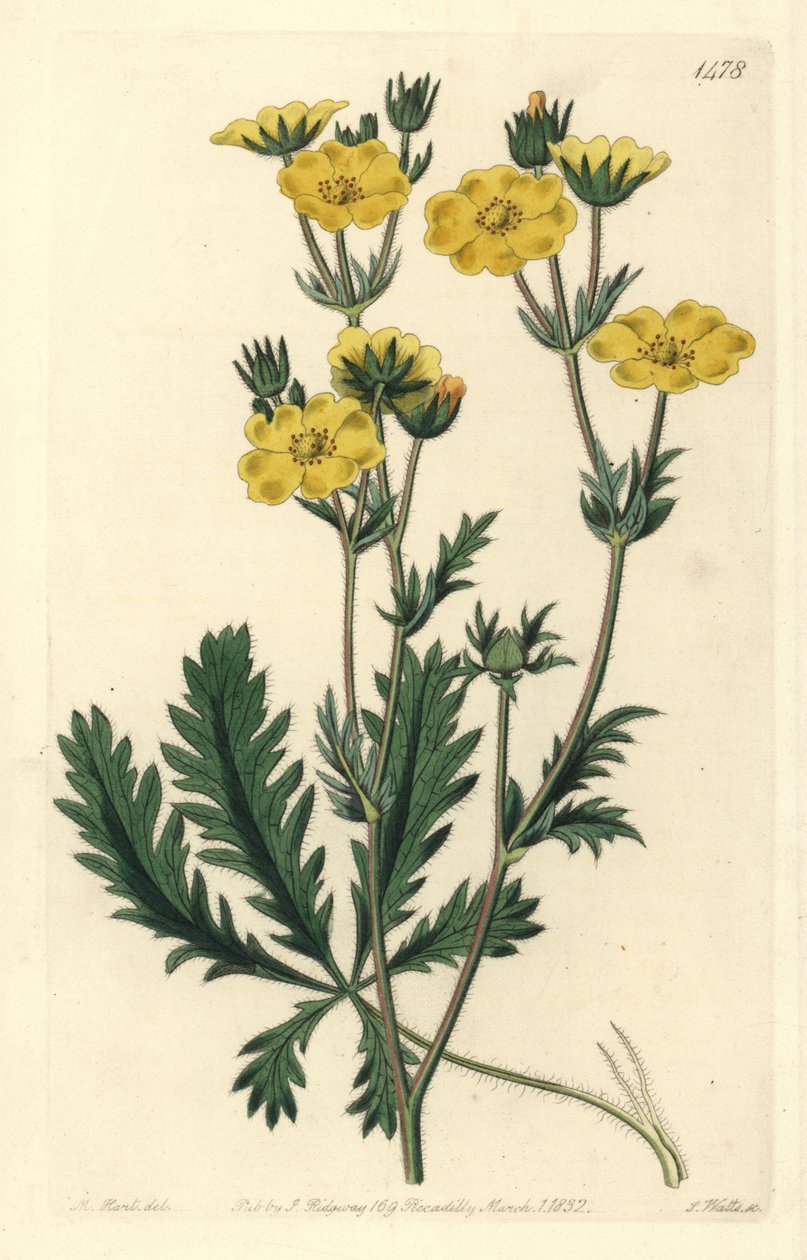 Mochna dressee - Mochna zubatá, Potentilla laciniosa. Ručně kolorovaná mědirytina S. Wattse podle ilustrace M. Harta z Sydenham Edwards