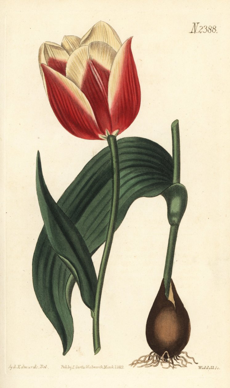 Claramond tulipán, Tulipa suaveolens var. latifolia. Ručně kolorovaná mědirytina od Weddella podle botanické ilustrace Sydenhama Edwardse z Botanical Magazine Williama Curtise, Samuel Curtis, Londýn od Sydenham Teast Edwards
